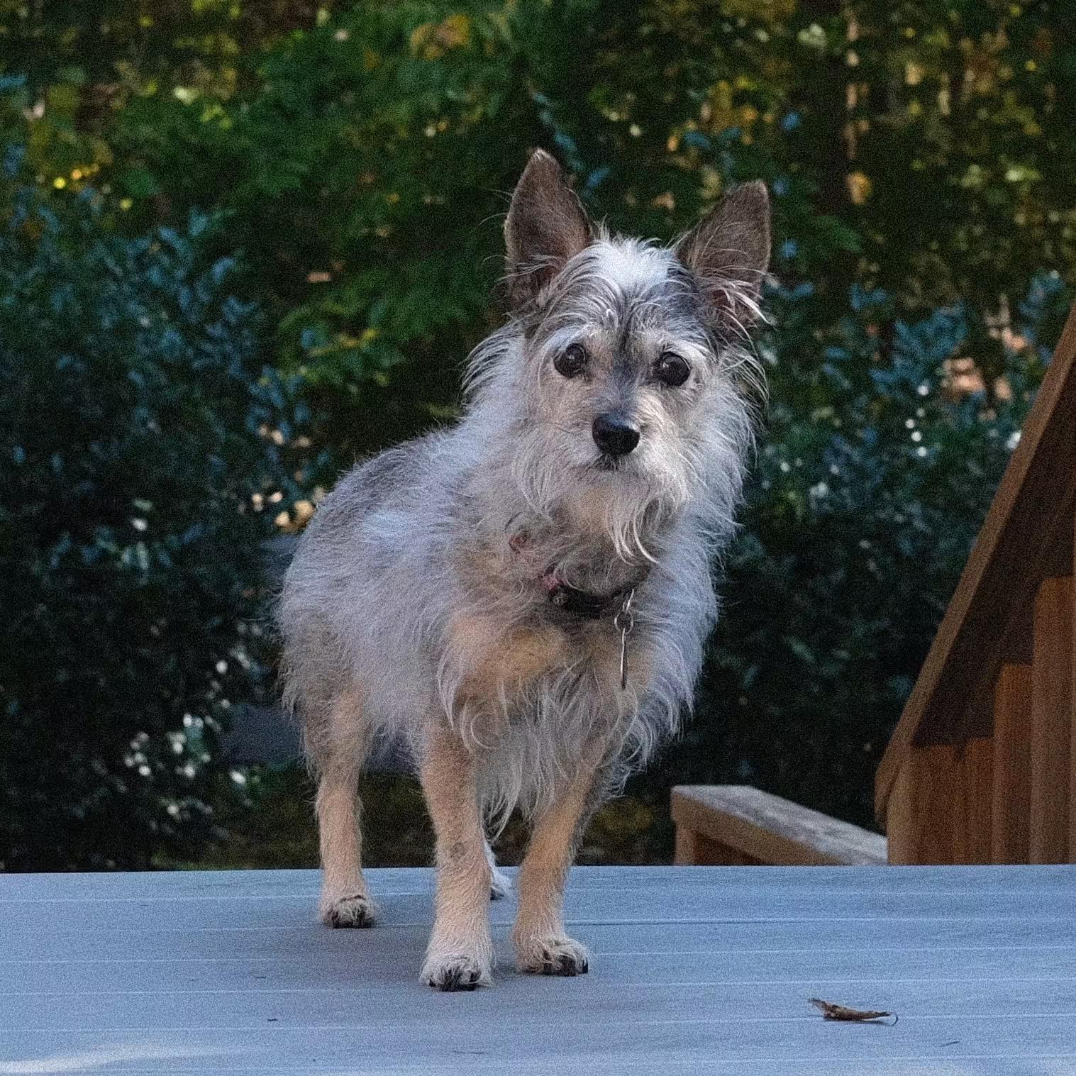 Pippy standing on an elevated deck with a foliage backdrop